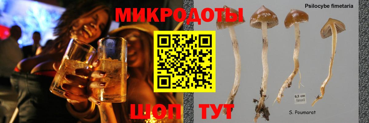 Дальнегорск  продажа наркотиков  Вход с VPN  Псилоцибиновые грибы GOLDEN TEACHER 
